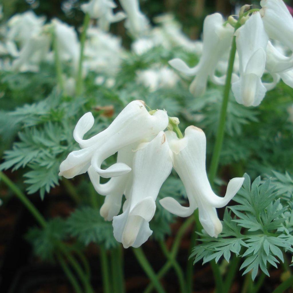 Coeur de Marie - Dicentra Ivory Hearts