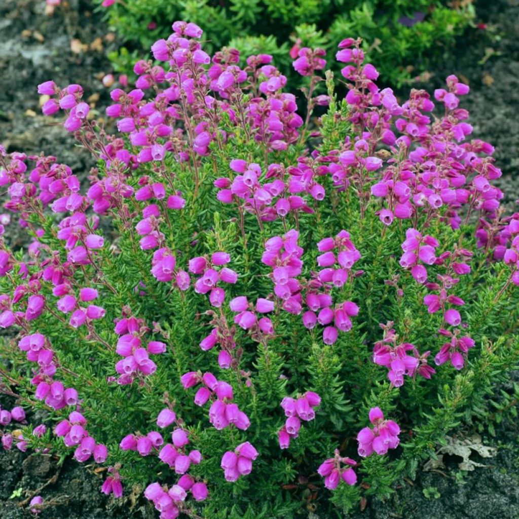 Daboecia cantabrica Vanessa - Irish Heath