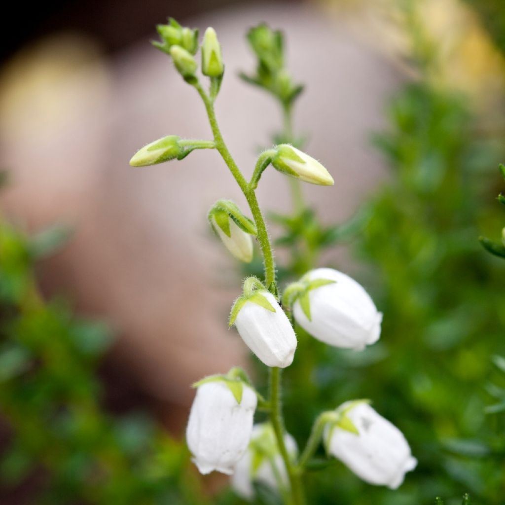 Daboecia cantabrica Alba - Irish Heath