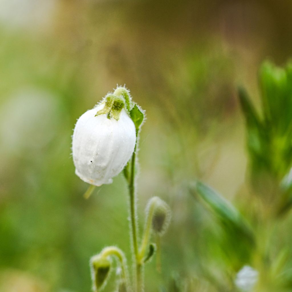 Daboecia cantabrica Alba - Irish Heath