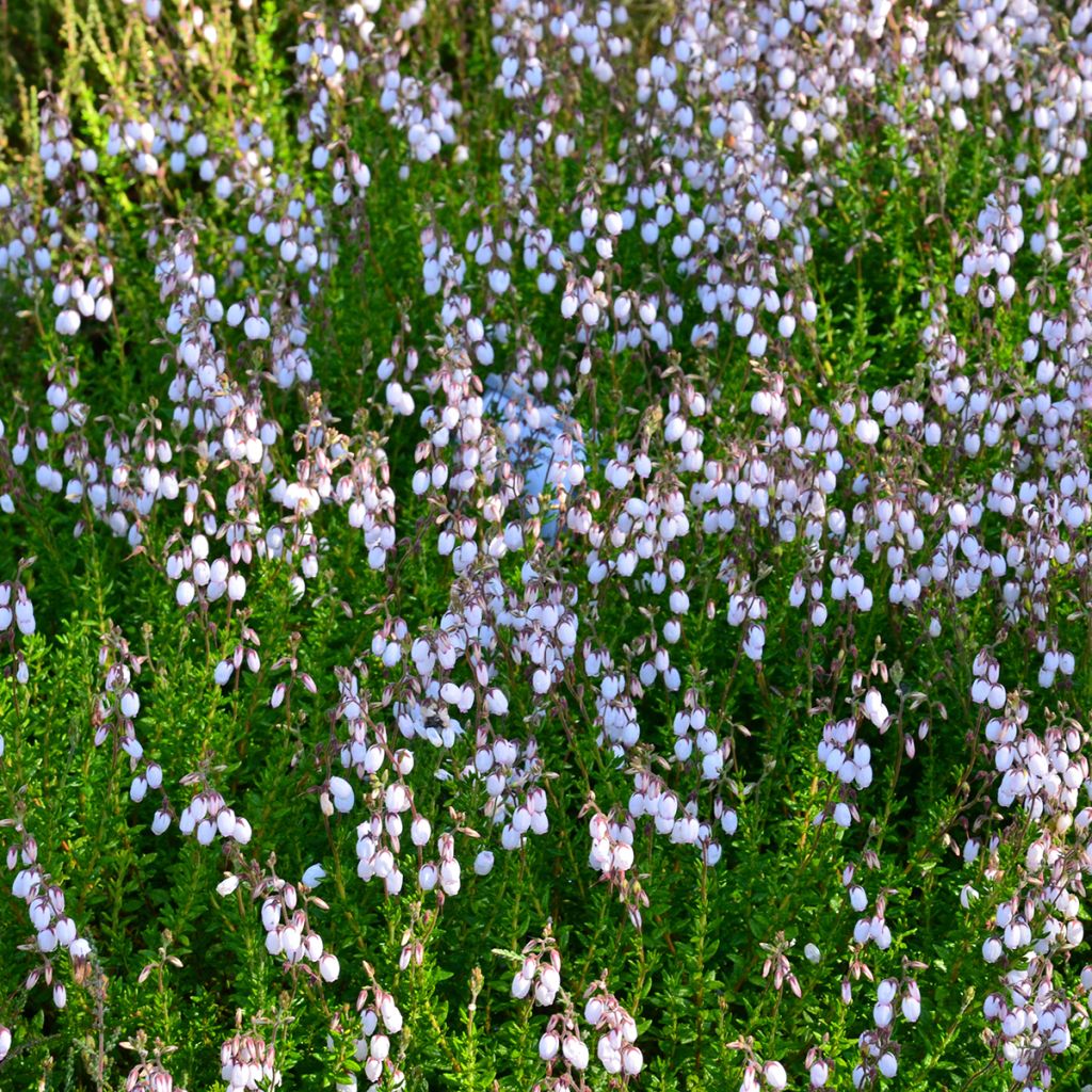 Daboecia cantabrica Alba - Irish Heath