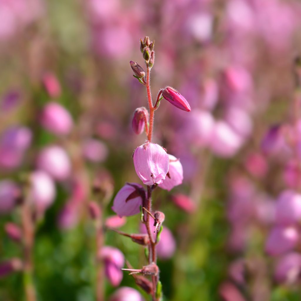 Daboecia cantabrica - Irish Heath