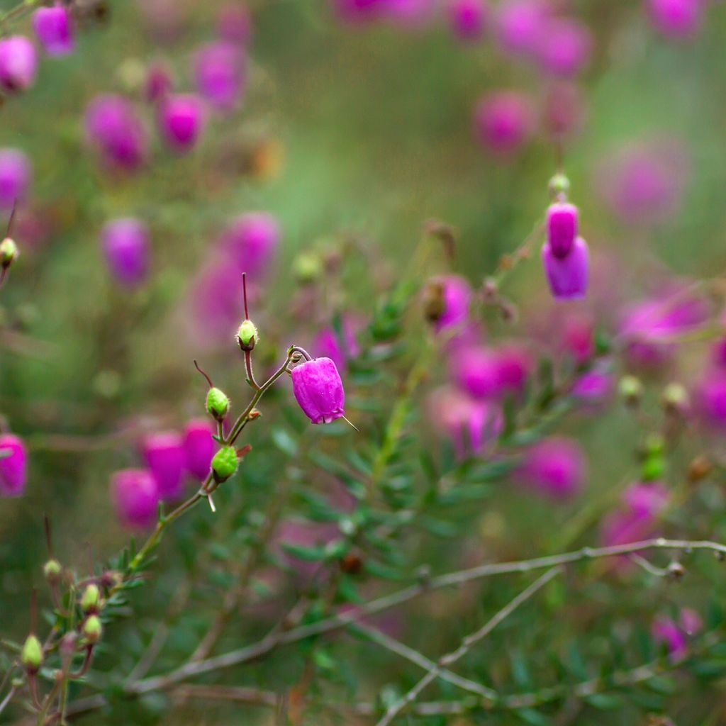 Daboecia cantabrica - Irish Heath