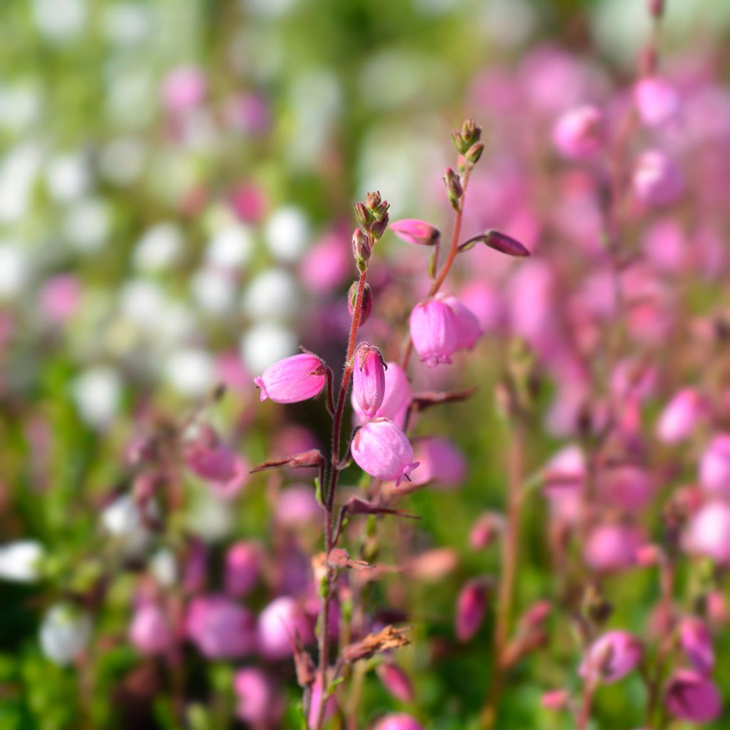 Daboecia cantabrica - Irish Heath