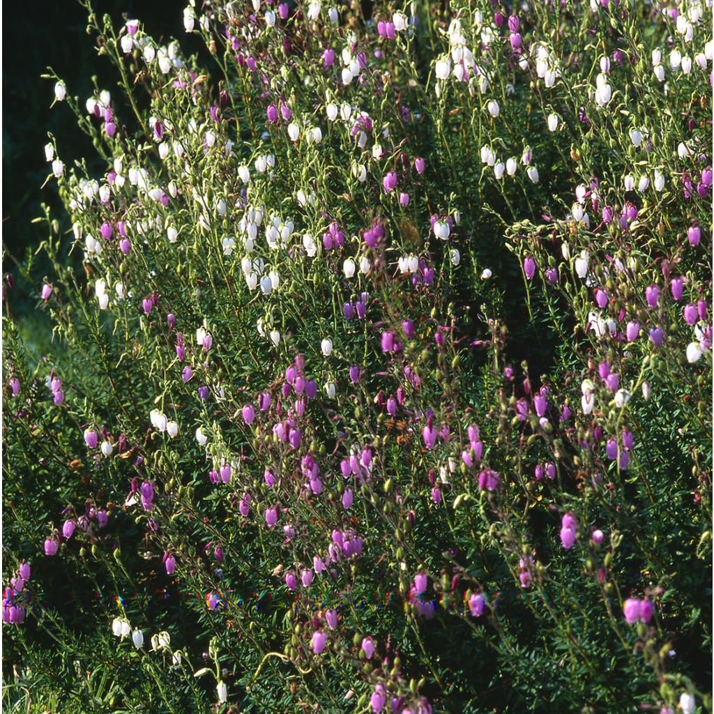 Daboecia cantabrica Globosa Pink - Bruyère de Saint Daboec