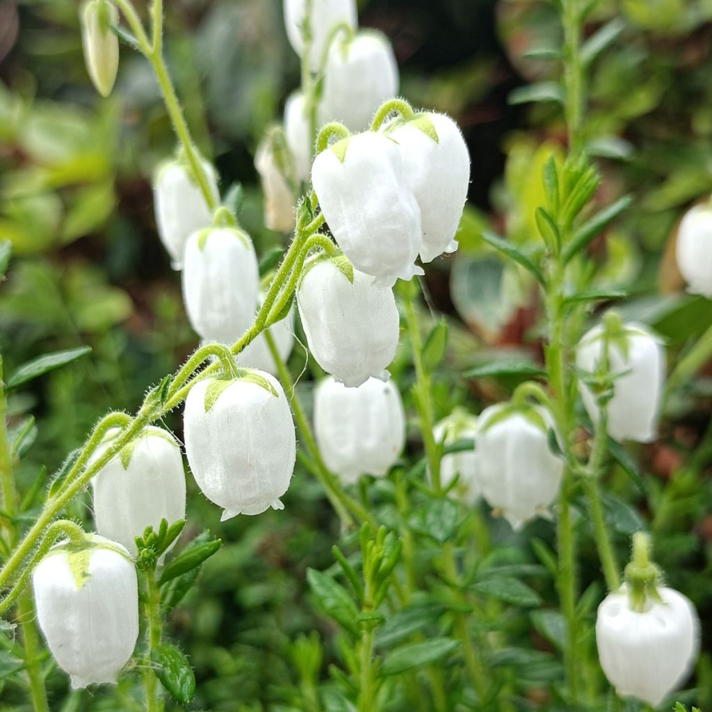 Daboecia cantabrica Alba - Bruyère de Saint Daboec blanche