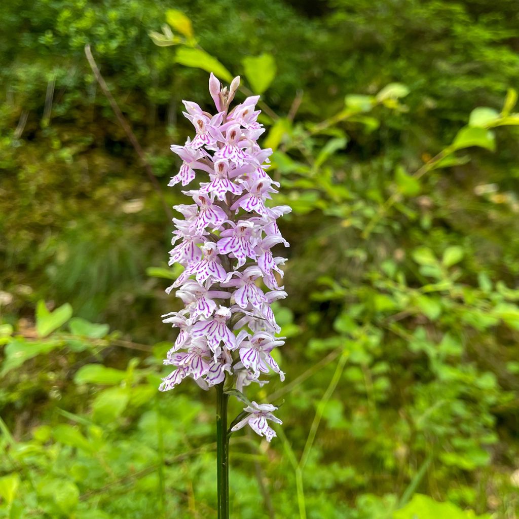 Dactylorhiza Estella - Frog Orchid