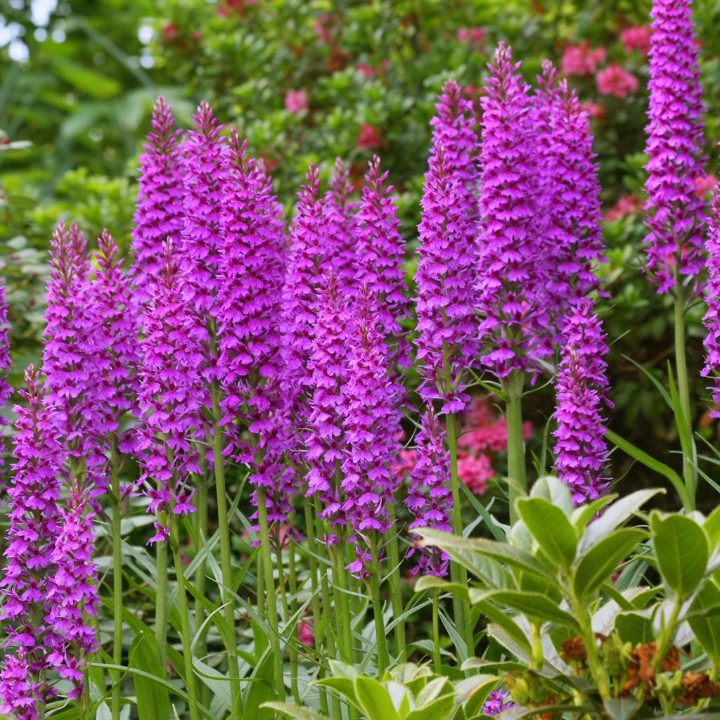 Dactylorhiza foliosa - Leafy Orchid