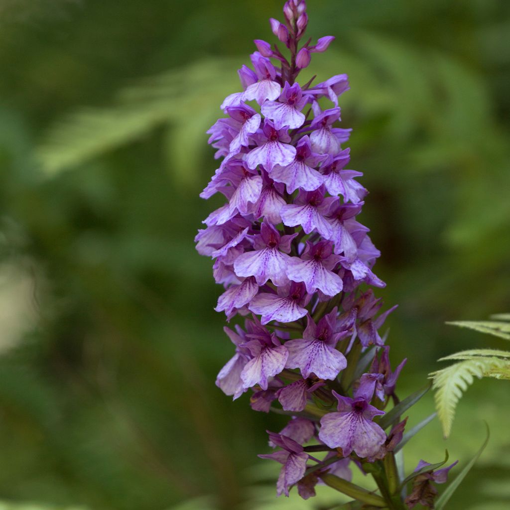 Dactylorhiza foliosa - Leafy Orchid