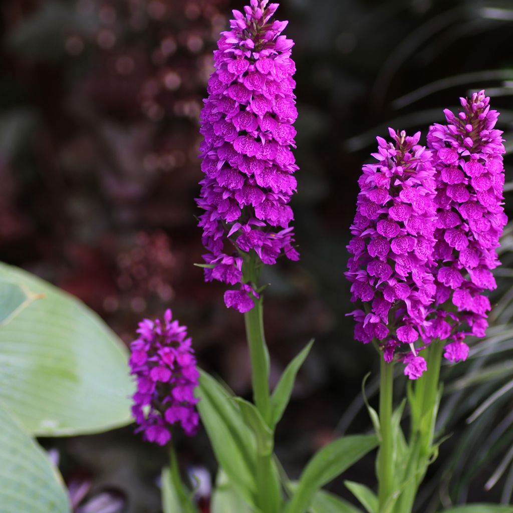 Dactylorhiza foliosa - Leafy Orchid