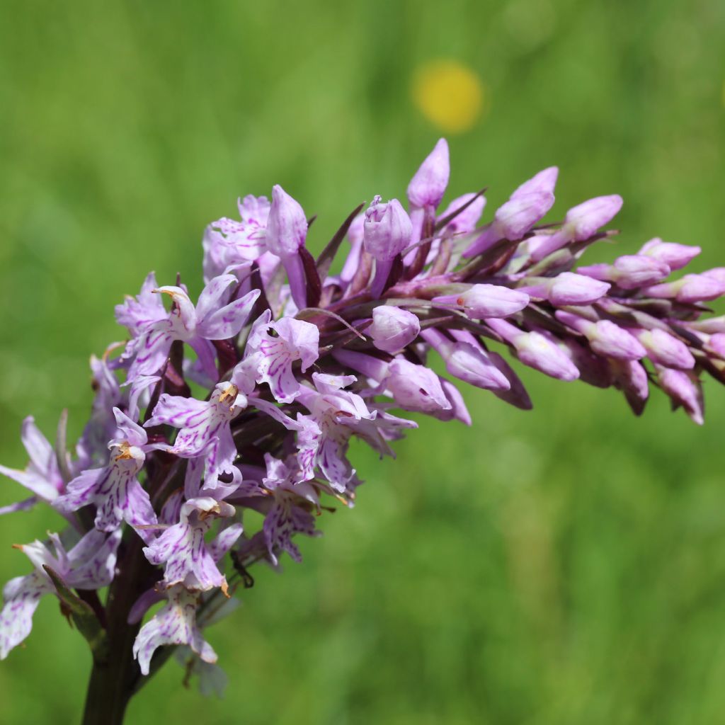 Dactylorhiza fuchsii - Orchis de Fuchs