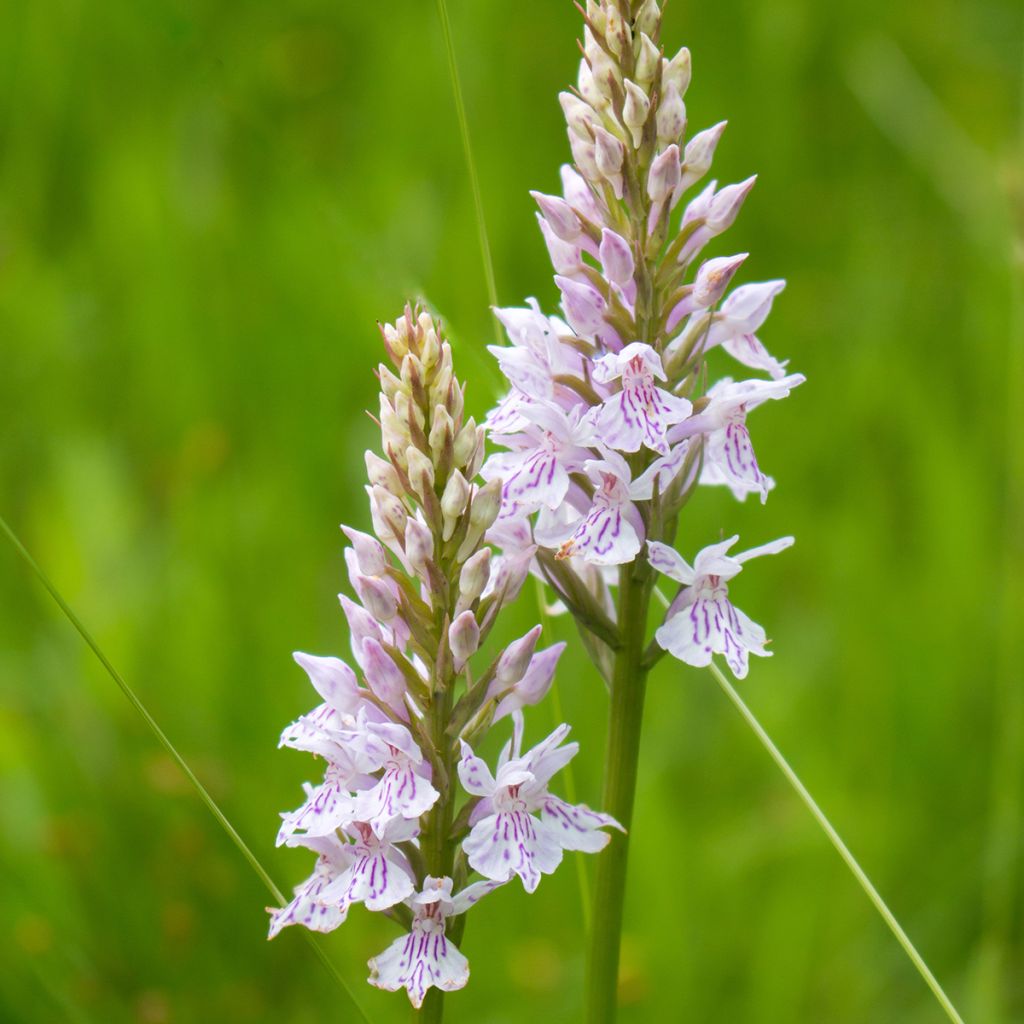 Dactylorhiza fuchsii - Common Spotted Orchi