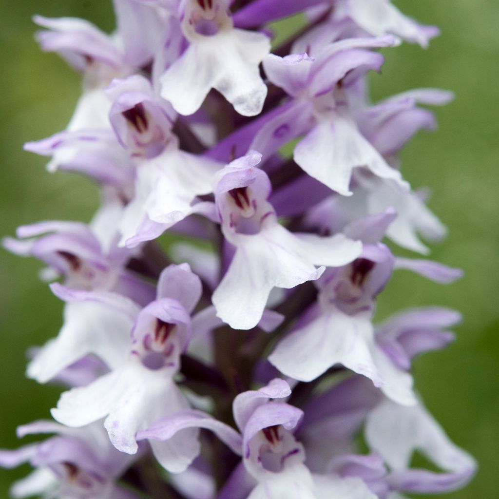 Dactylorhiza fuchsii - Common Spotted Orchi