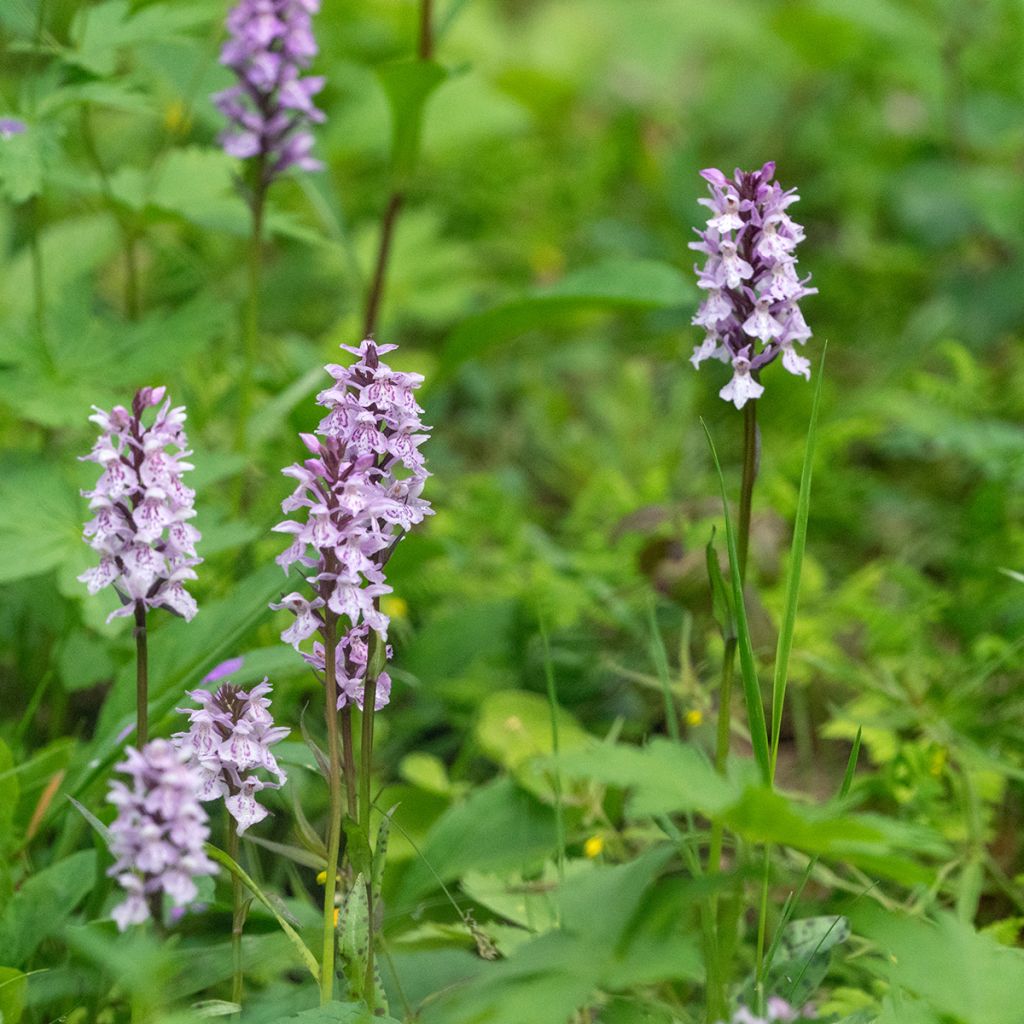 Dactylorhiza fuchsii - Common Spotted Orchi