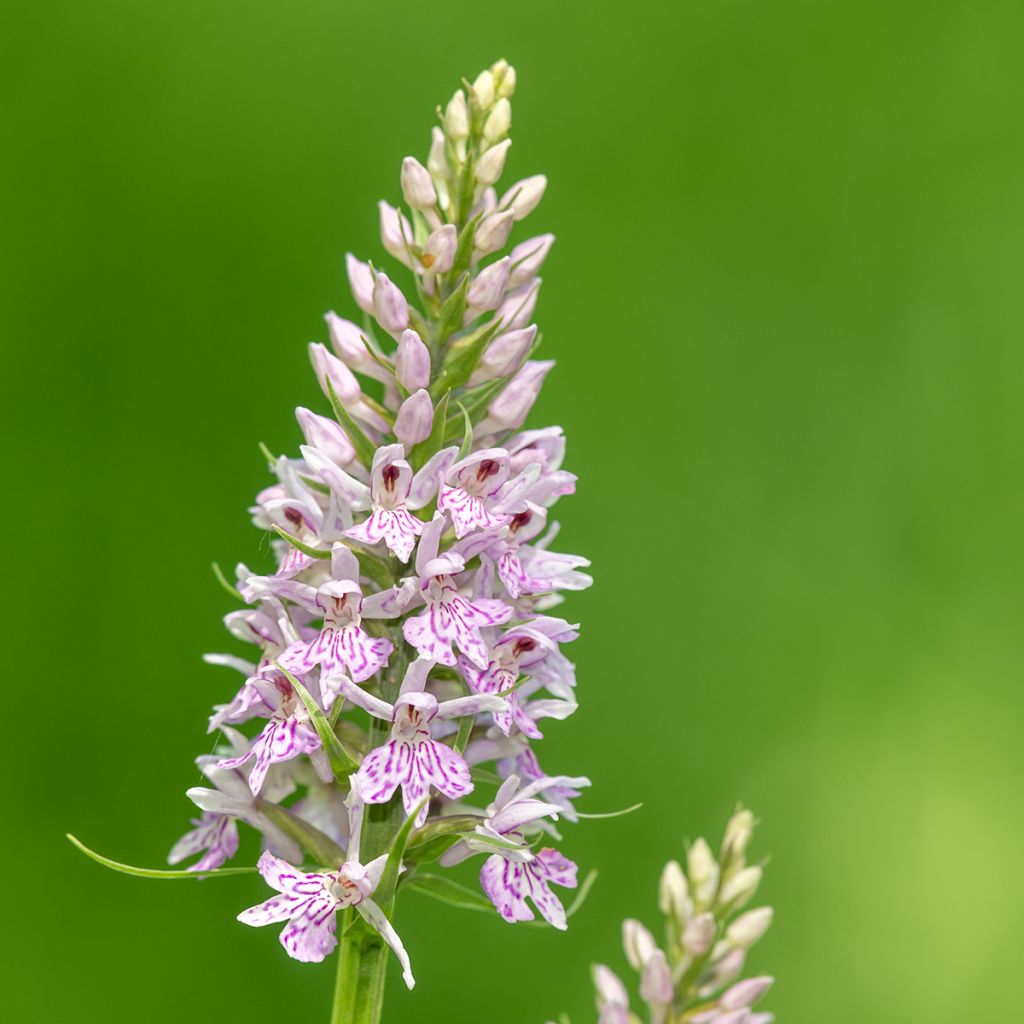 Dactylorhiza fuchsii - Common Spotted Orchi