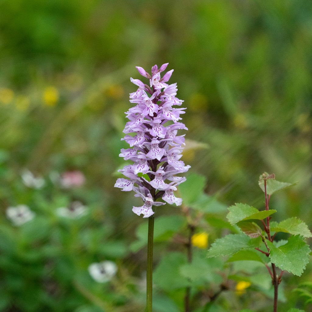 Dactylorhiza fuchsii - Common Spotted Orchi