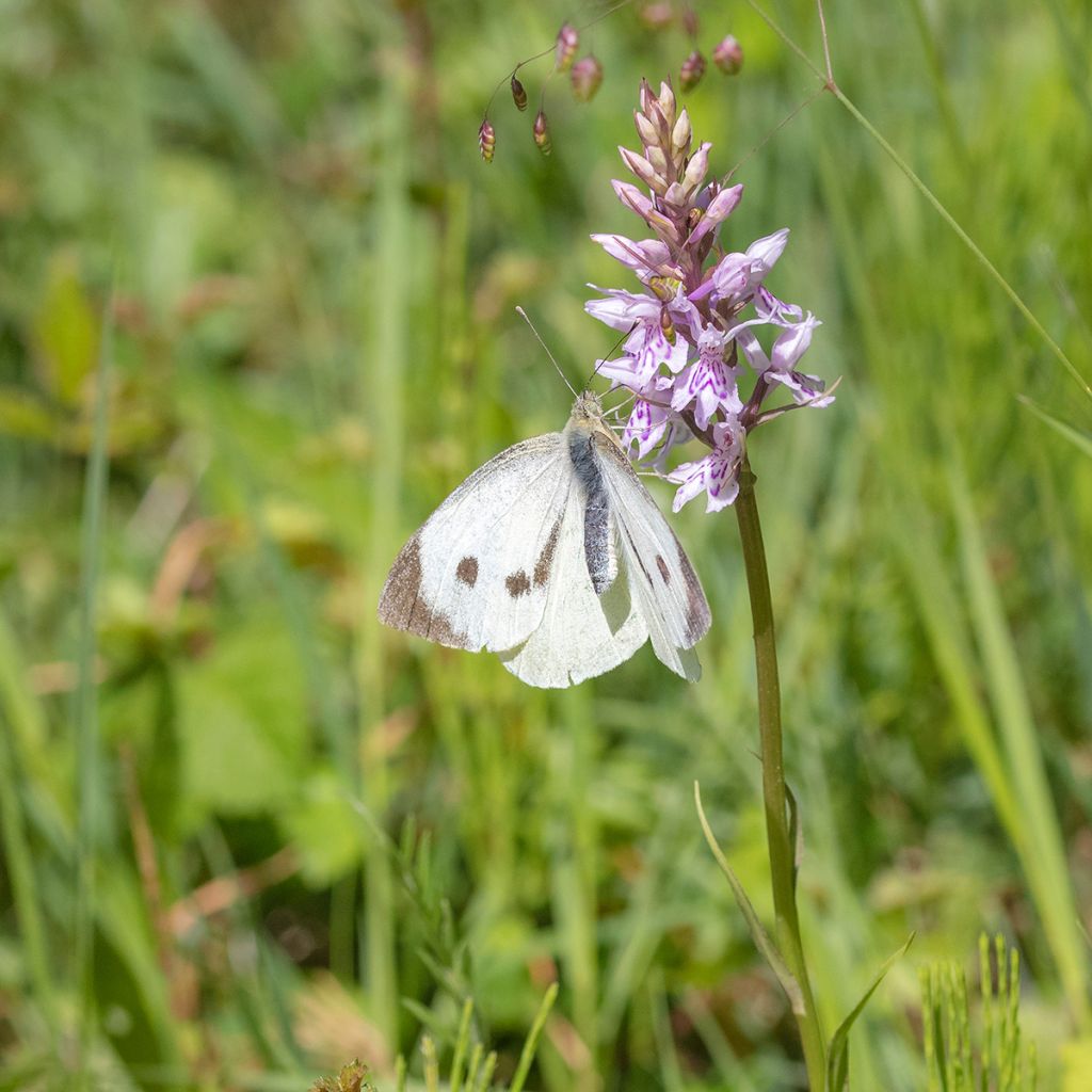 Dactylorhiza fuchsii - Common Spotted Orchi