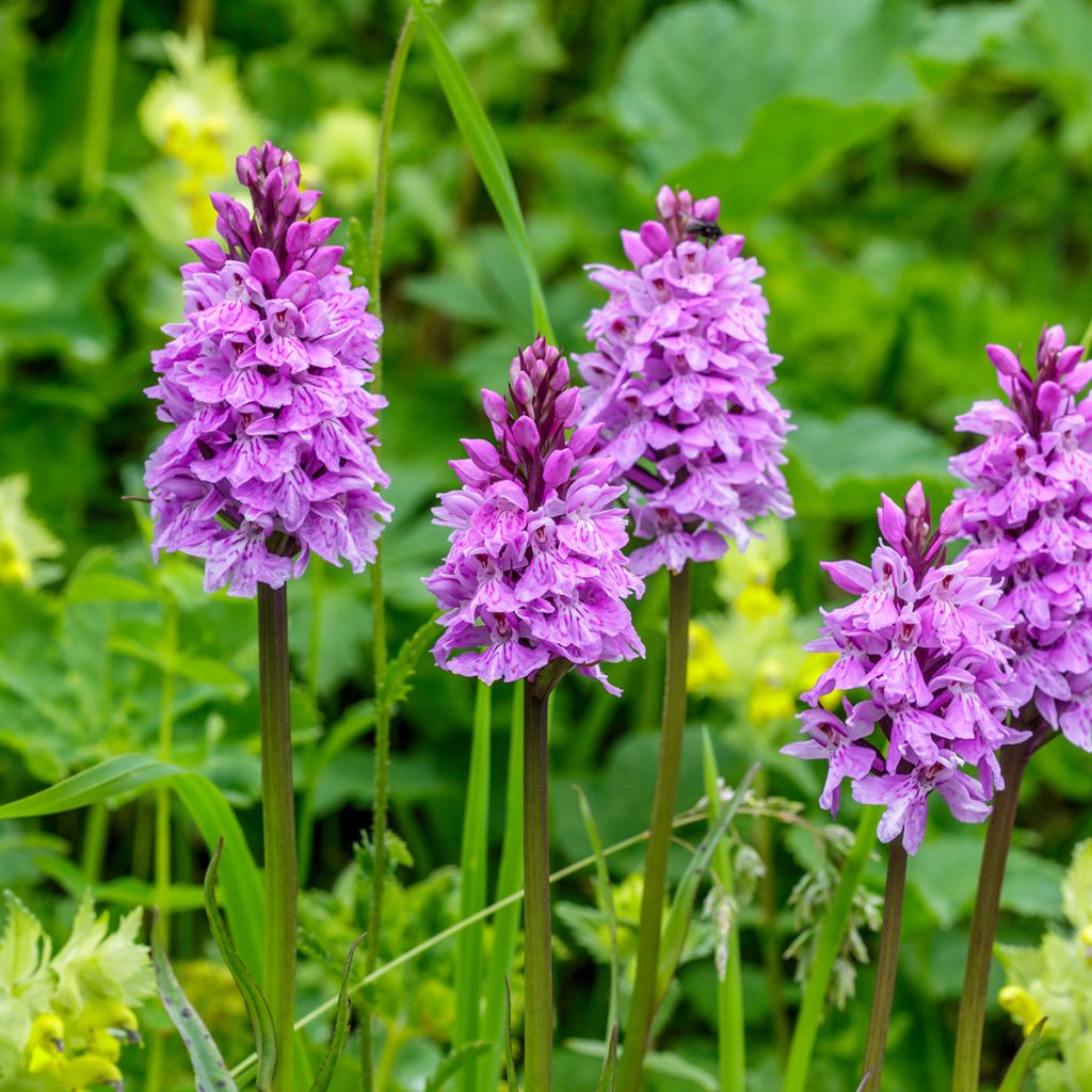 Dactylorhiza maculata - Spotted Orchi