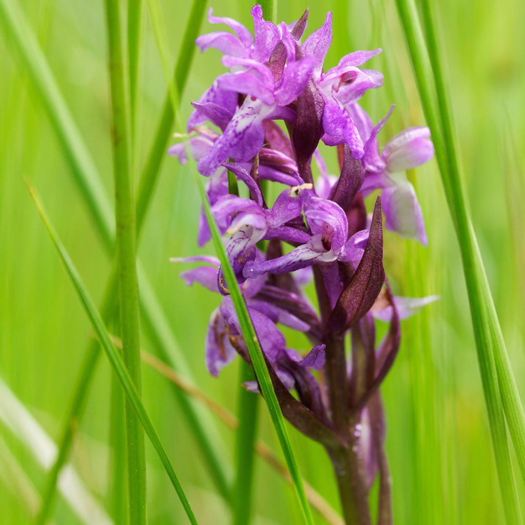 Dactylorhiza maculata - Spotted Orchi