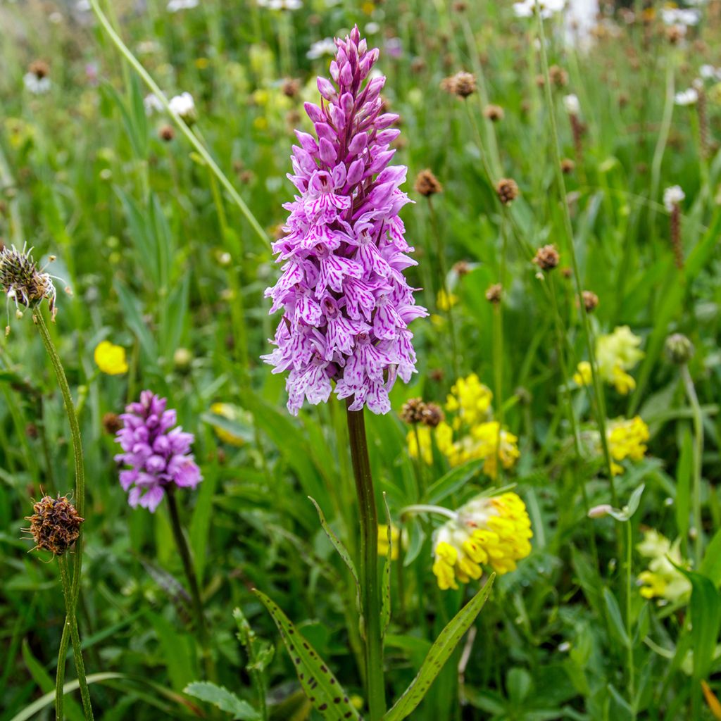 Dactylorhiza maculata - Spotted Orchi