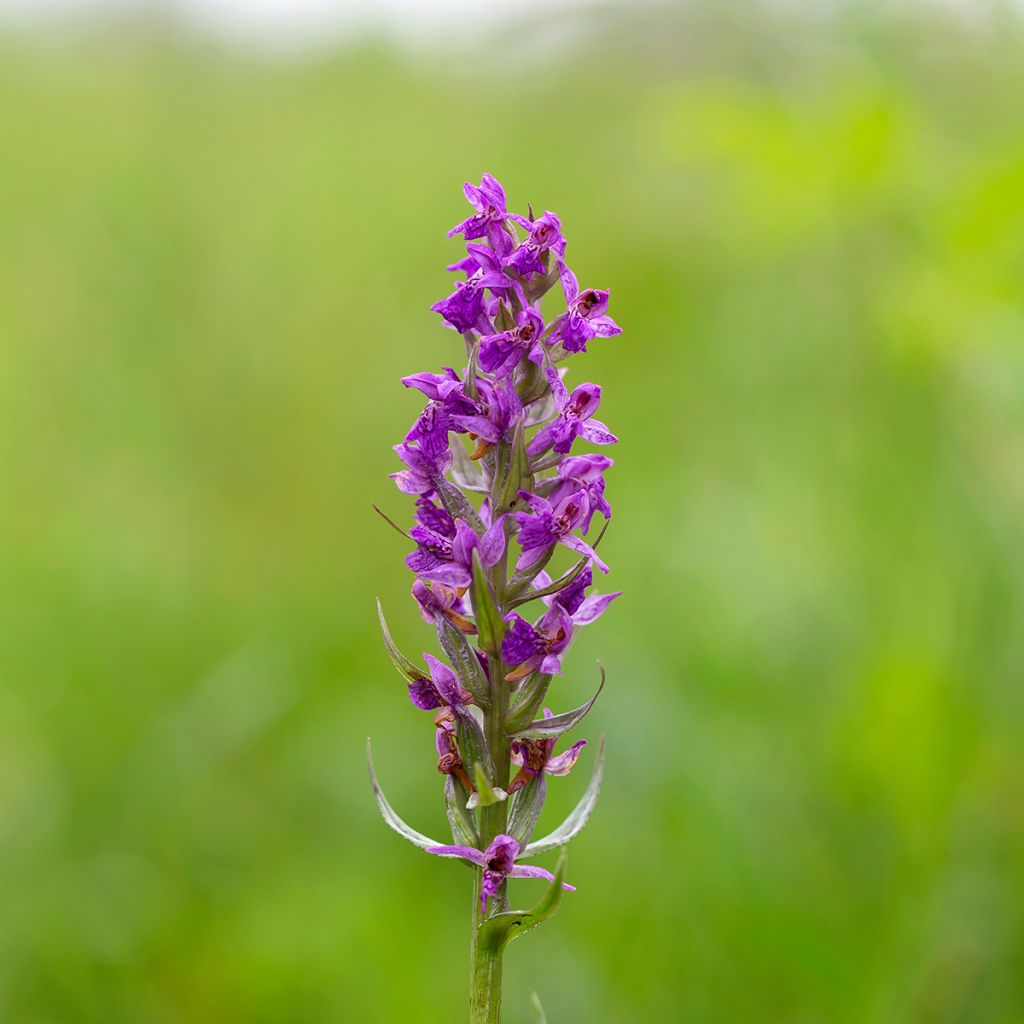 Dactylorhiza majalis - Marsh Orchid