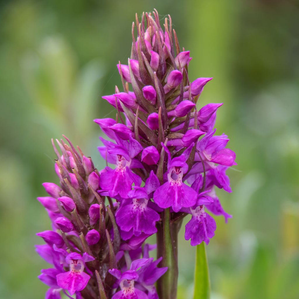 Dactylorhiza praetermissa - Marsh Orchid