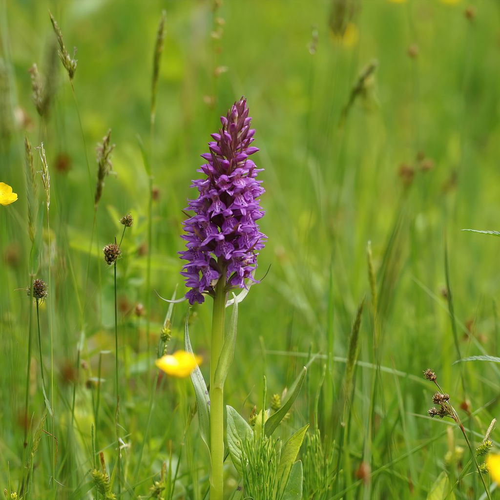 Dactylorhiza praetermissa - Marsh Orchid