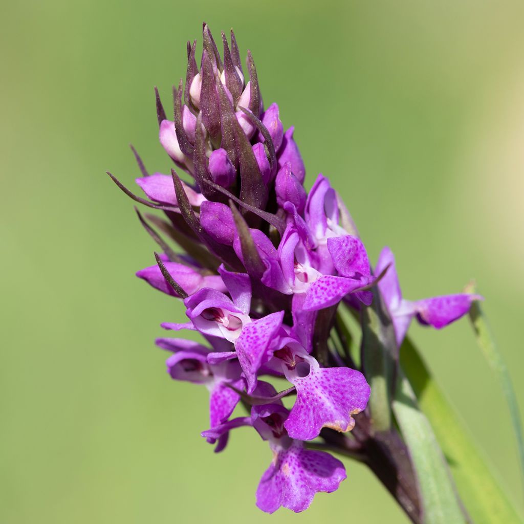 Dactylorhiza praetermissa - Marsh Orchid