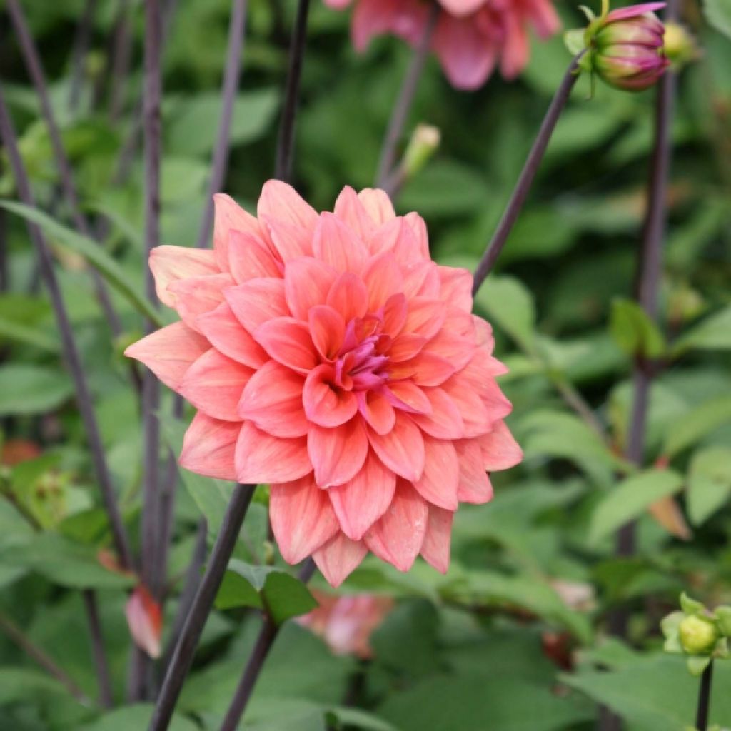 Dahlia American Dawn