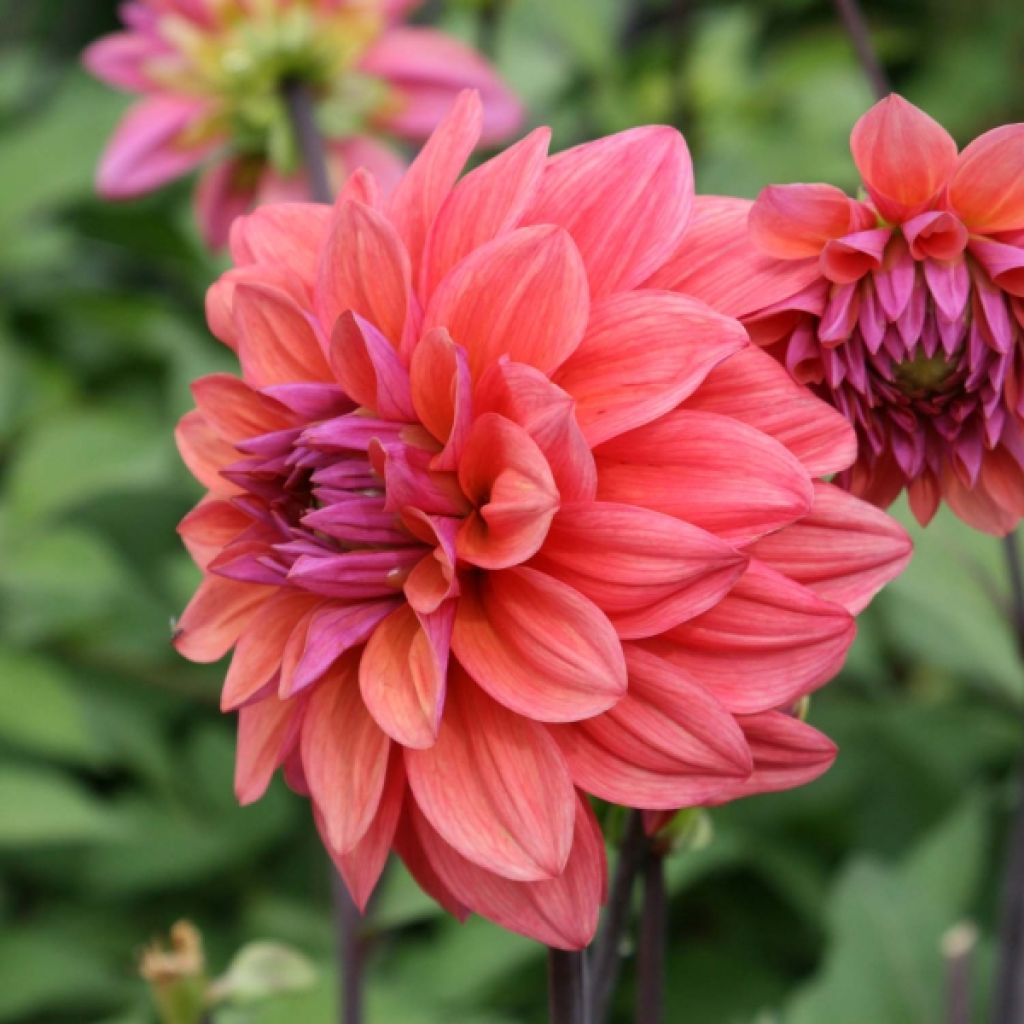 Dahlia American Dawn