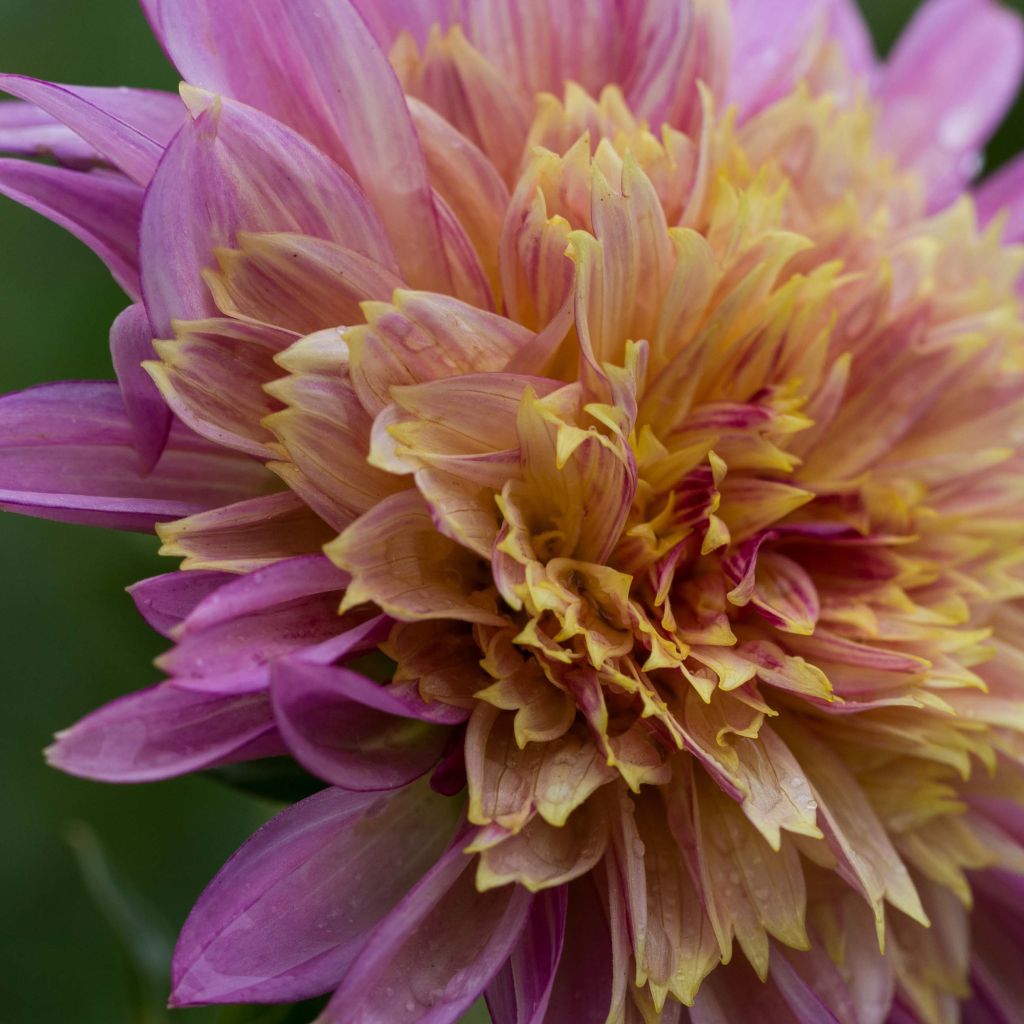 Dahlia Anemone Garden show