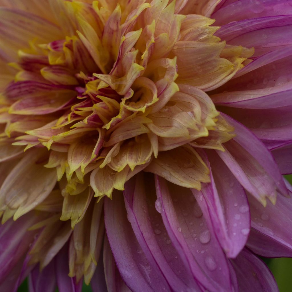 Dahlia Anemone Garden show