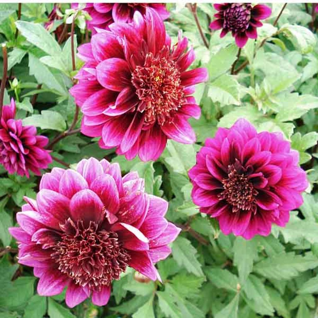 Dahlia Anémone Purple Puff