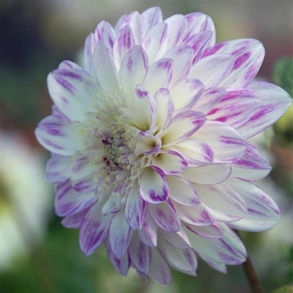 Dahlia Anemone Que Sera