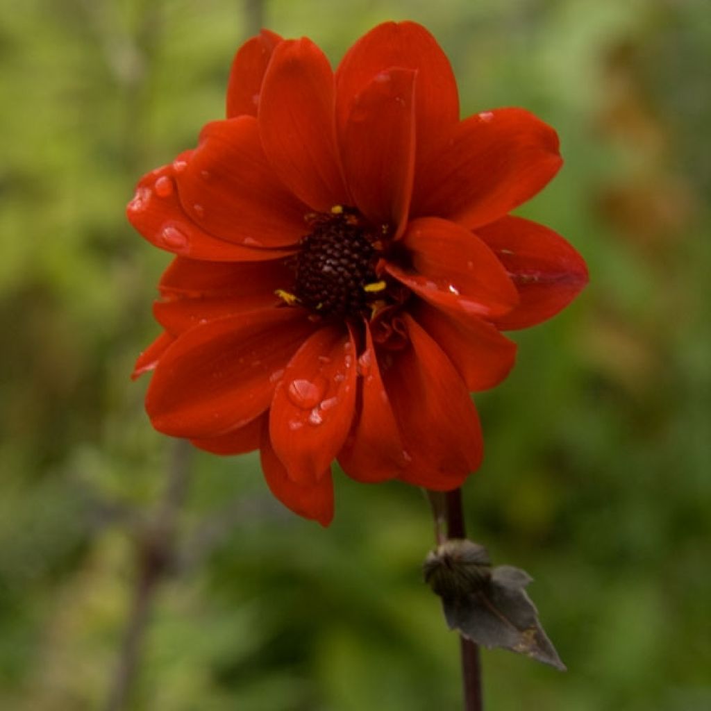 Dahlia Bishop of Llandaff