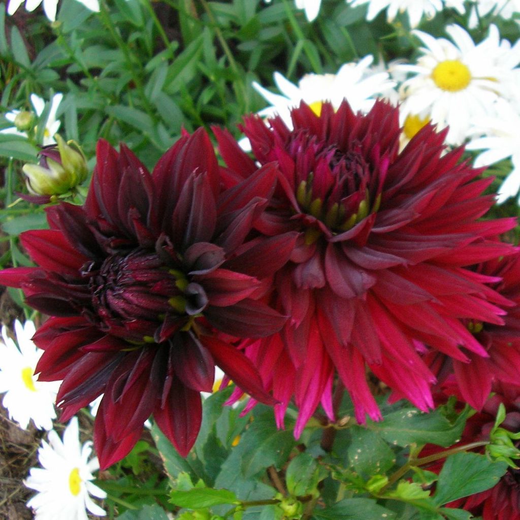 Dahlia Black Touch