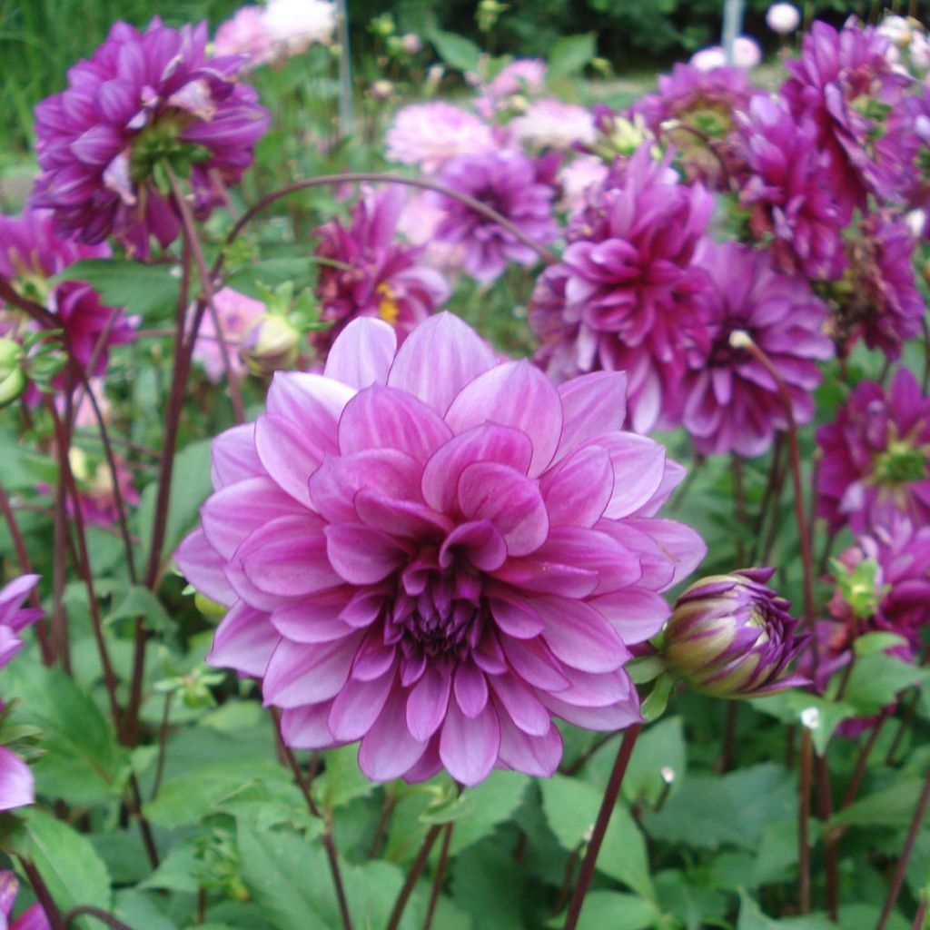 Dahlia décoratif Blue Bell