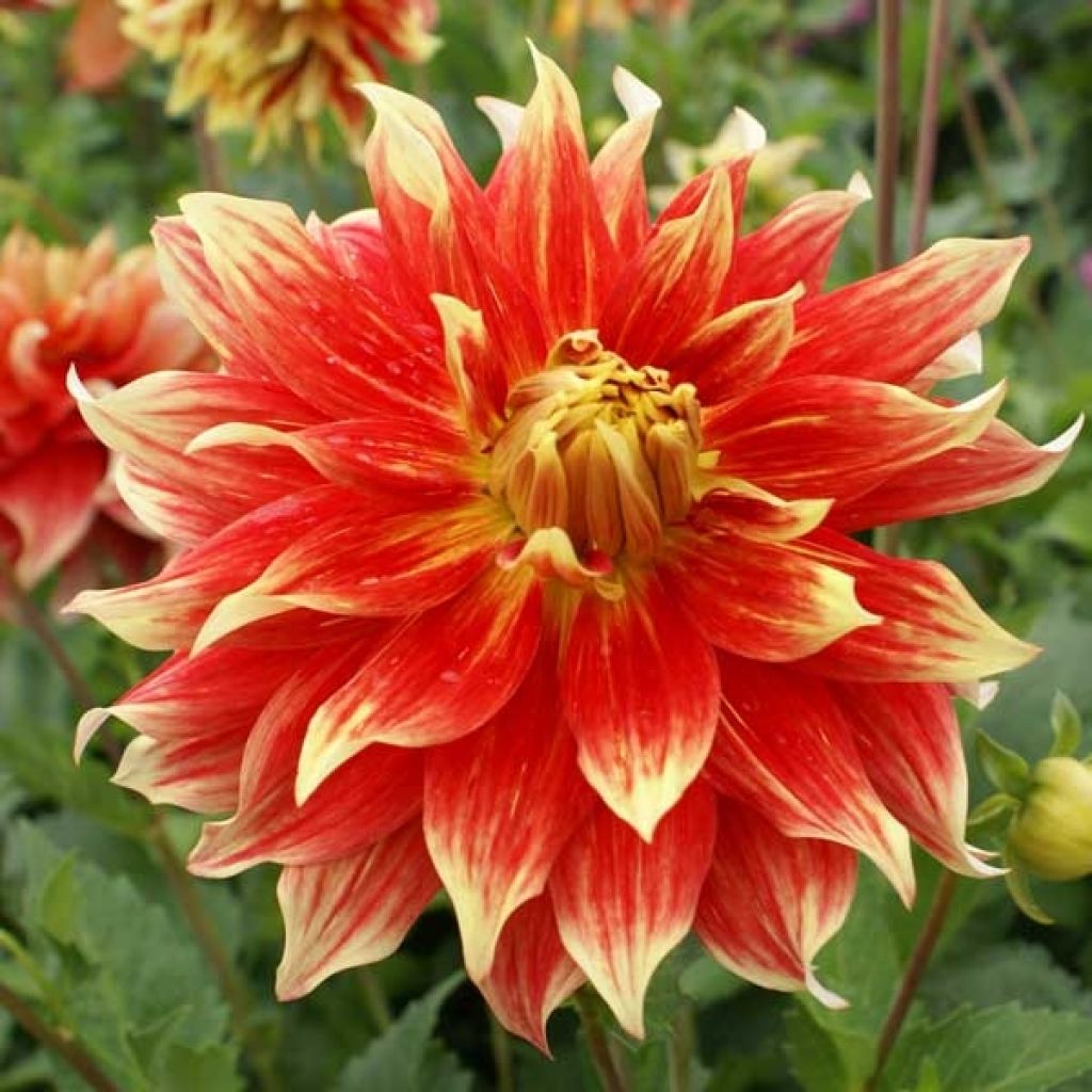 Dahlia géant Bodacious