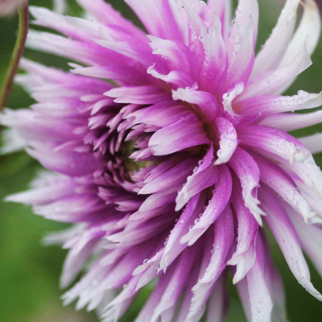 Dahlia Cactus Dentelle Table Dancer