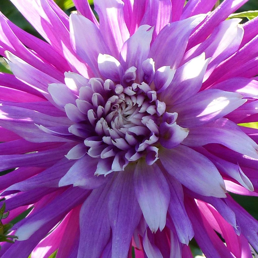 Dahlia Cactus Dentelle Table Dancer