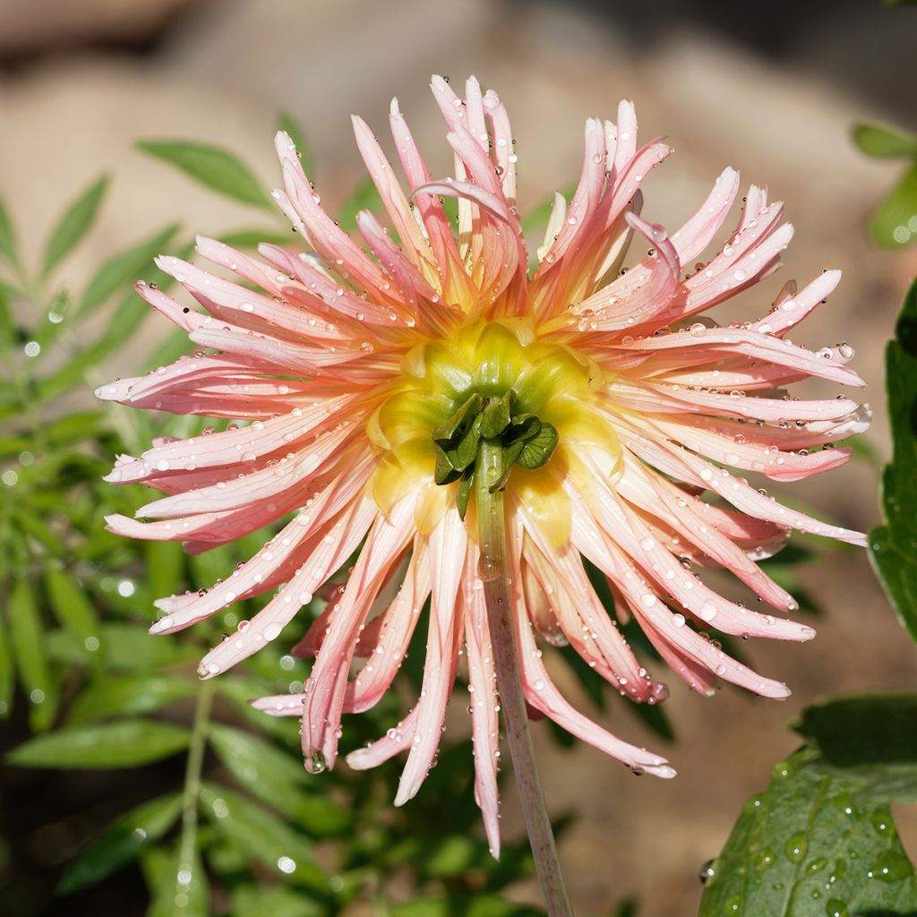 Dahlia Star's Lady