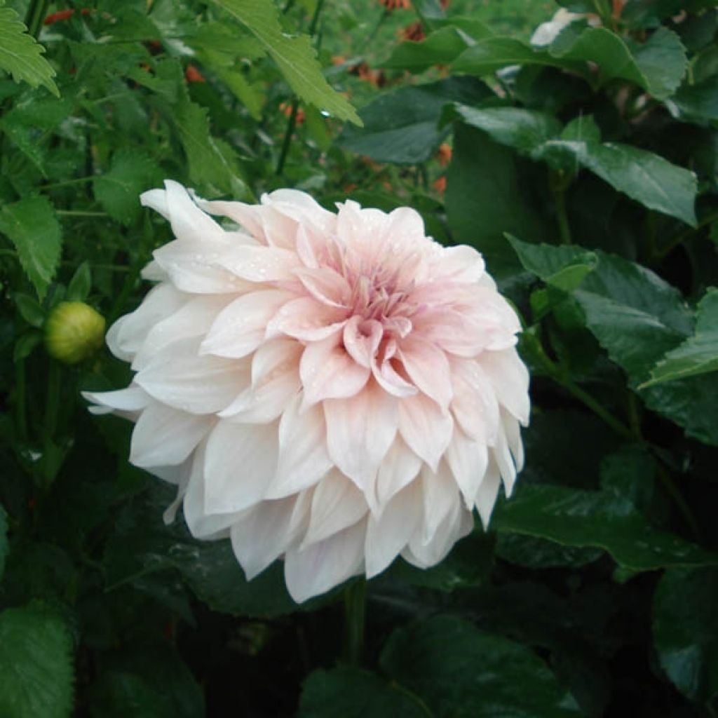 Dahlia géant Café Au Lait