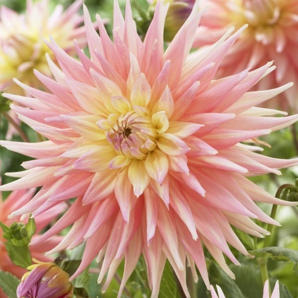 Dahlia Camargue