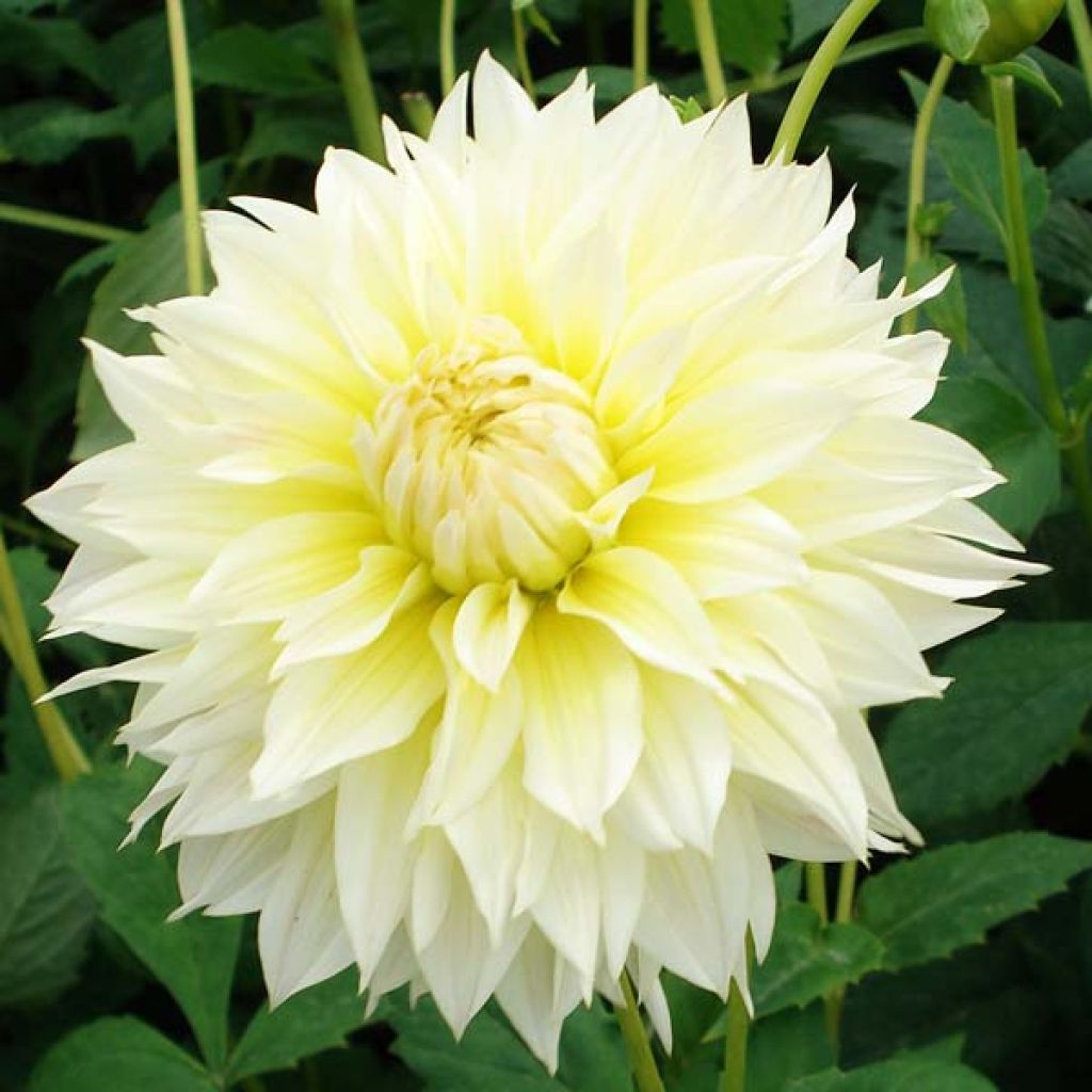 Dahlia Canary Fubuki