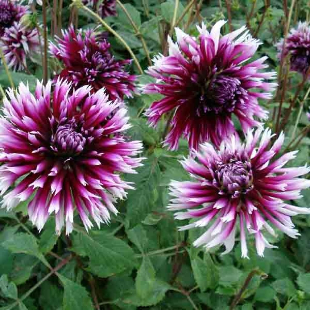 Dahlia Cactus Clair Obscur