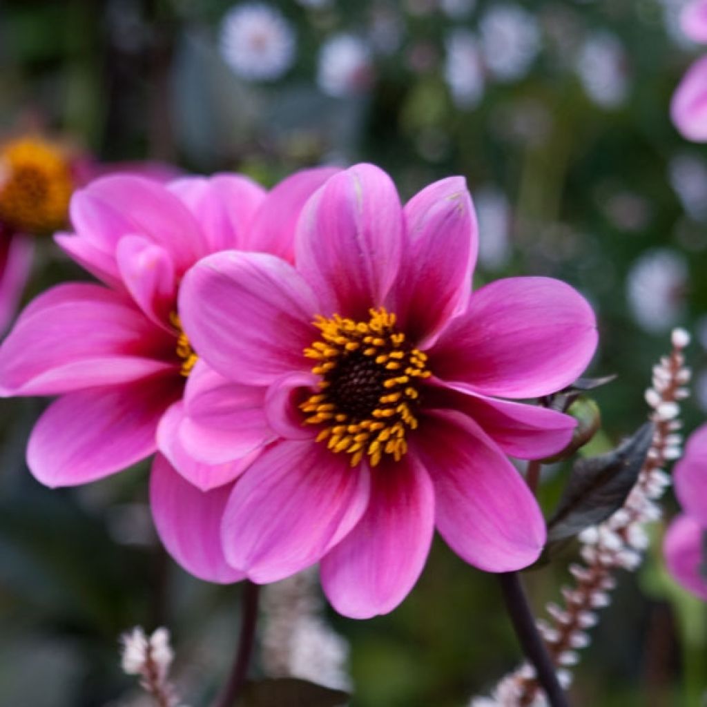 Dahlia paysage Classic Gisele