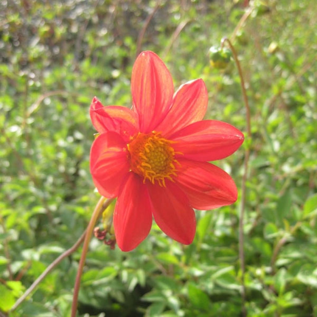 Dahlia coccinea - Scarlet Dahlia