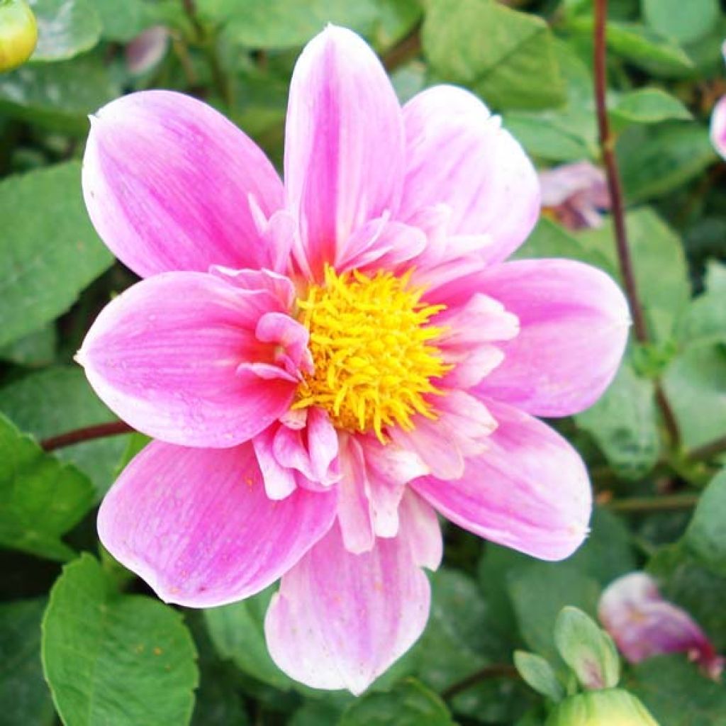 Dahlia Collerette Haartenaas