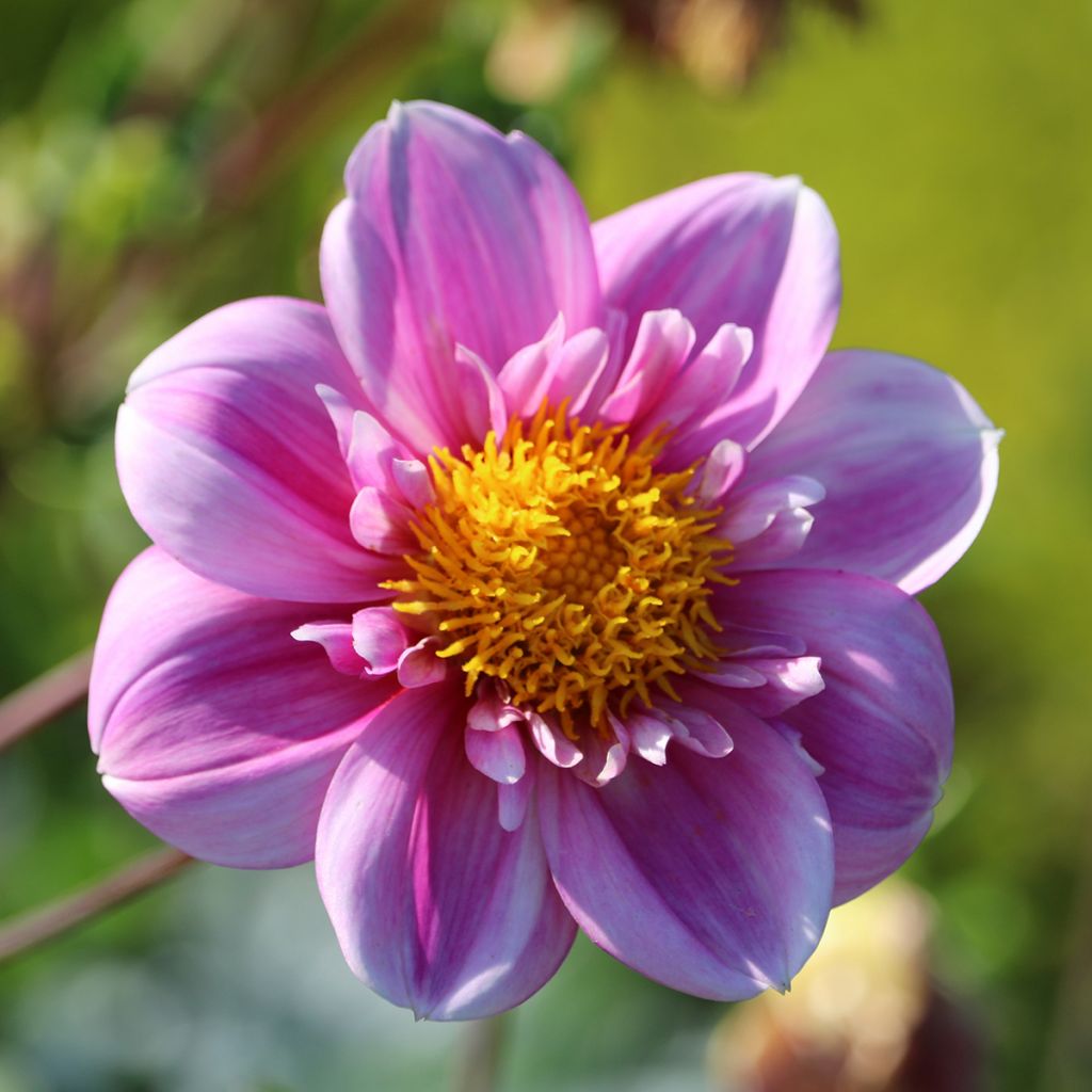 Dahlia Hartenaas Obs