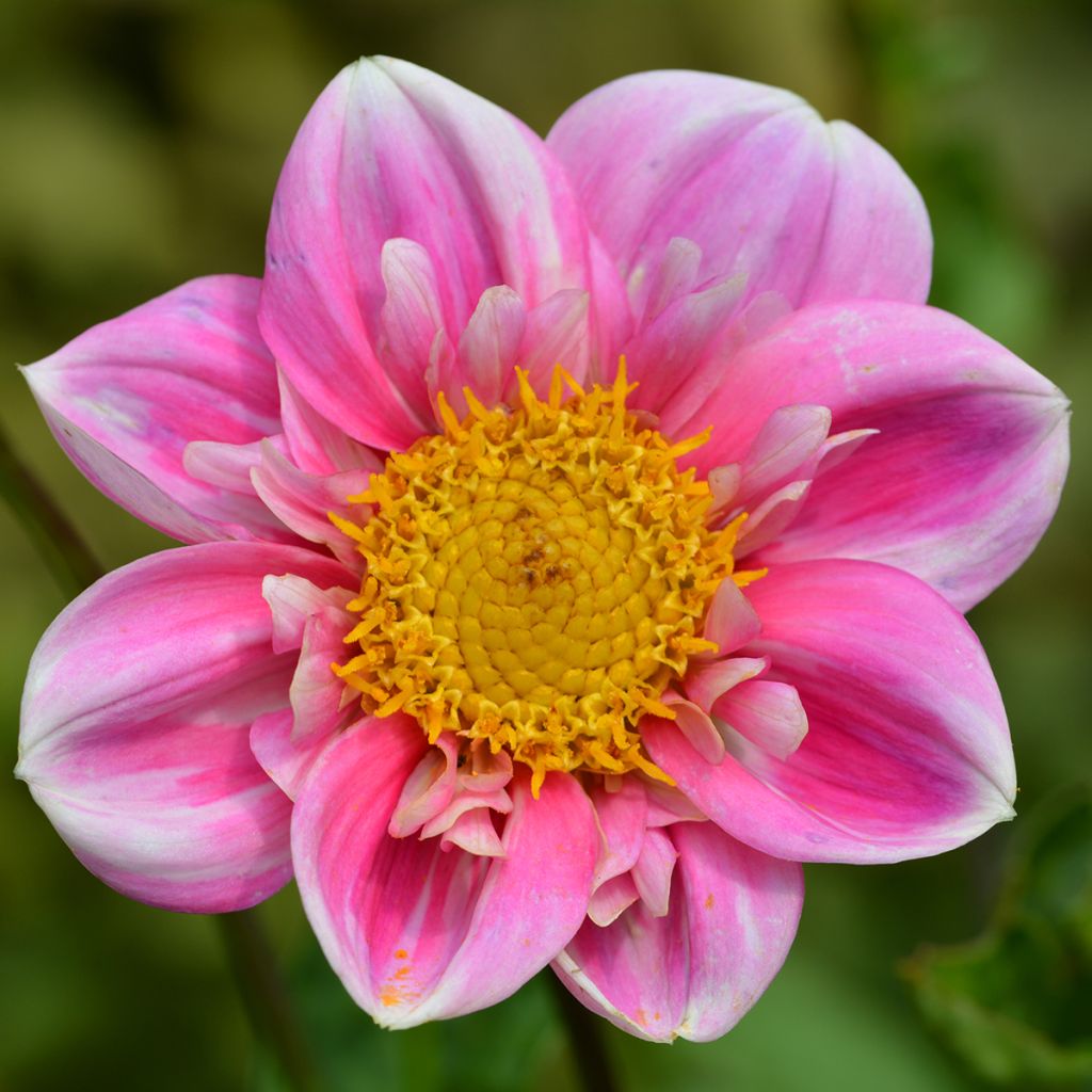 Dahlia Hartenaas Obs